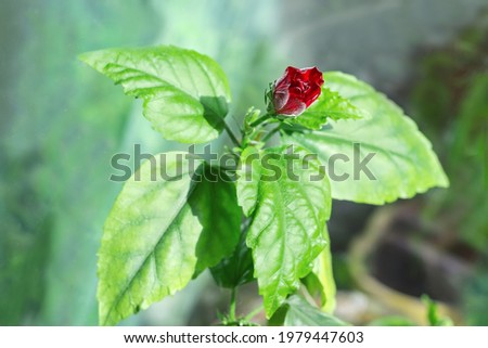 Branch of indoor tea rose with leaves and partly open dark red flower on a blurred background, close-up in selective focus
