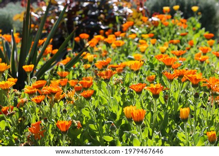 Calendula flowers on a natural orange-green garden background