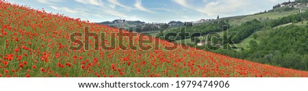 Field of red poppies near Panzano in Chianti region. Tuscany, Italy.