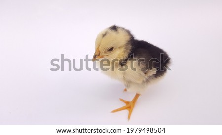 Little chicks on white background
