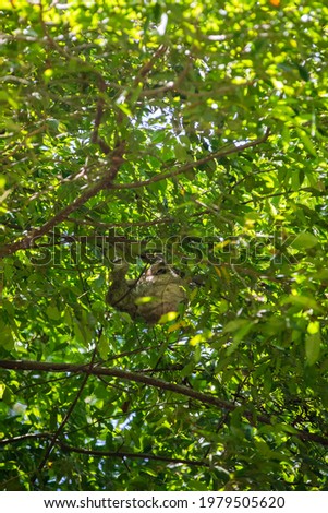 Mother and baby brown-throated three-toed sloth (Bradypus variegatus) in the tree canopy of Costa Rica