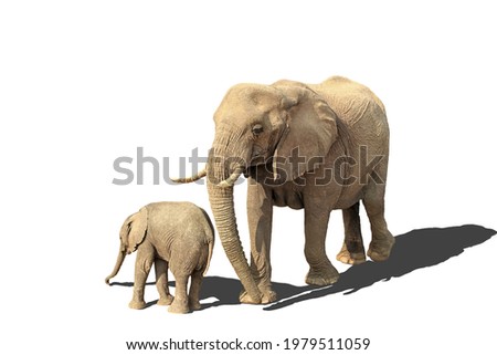 elephant cow and her calf isolated on white background with shadows