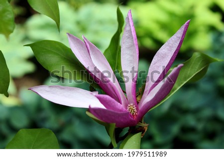 Magnolia 'Kosar De Vos' single pink flower closeup