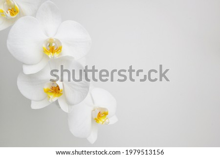 Flowering branch orchid Phalaenopsis or Moth dendrobium, close-up. The branch of orchids on a white background. A beautiful branch of a white orchid. Can be used as nature flower background.  Royalty-Free Stock Photo #1979513156