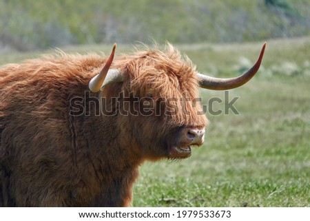 Highland cattle are a Scottish breed of cattle with long horns and long wavy coats which are colored black, brindled, red, yellow or dun.Portrait of a Highland Cow. Wildlife in the countryside, funny 