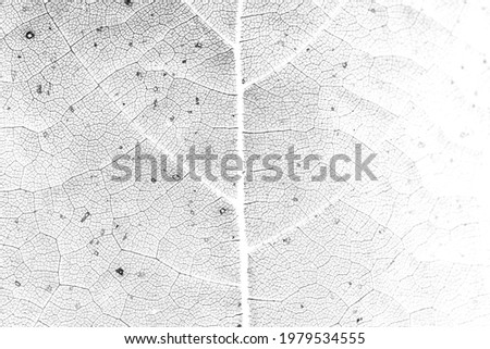 Leaf vein macro shot background