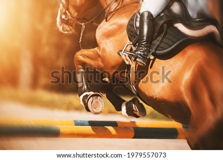 Rear view as a bay racehorse with a rider in the saddle quickly jumps over the high yellow barrier in a show jumping competition, illuminated by sunlight. Horse riding. Equestrian sports. Royalty-Free Stock Photo #1979557073