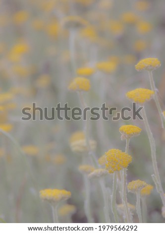 Color soft focus and close-up image of springtime yellow daisies