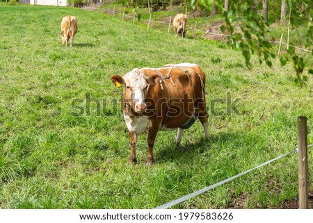Cows graze on the pasture. Cattle. Cows eat grass. Agriculture. High quality photo