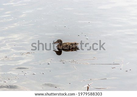 Mallard Duck swims in the river.