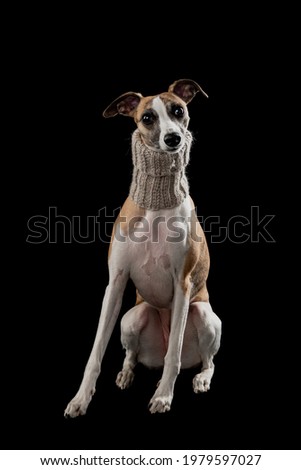 Whippet is a beautiful girl in a photo studio in clothes and with flowers