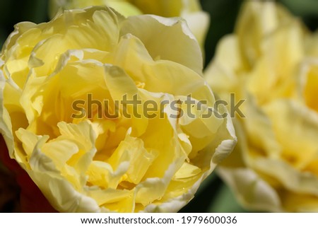 front top Macro photography of a light yellow tulip with selective focus for natural background