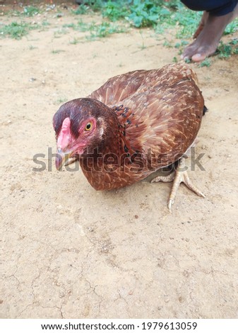 A picture of a hen