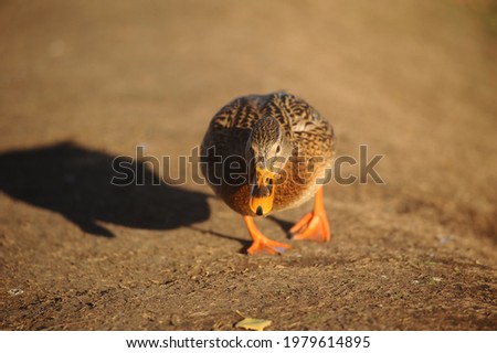 The duck walks with its beak lowered with orange paws on the sand in the direction of the photographer who takes it