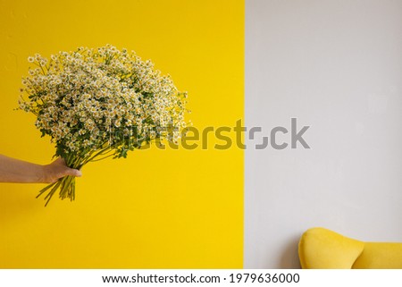 Daisy-like flowers in hand on gray yellow background. Copyspace with flower concept. Trendy colors 2021. Close up of Tiny Chamomile Flowers side view