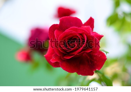 Red rose blooming at rose garden