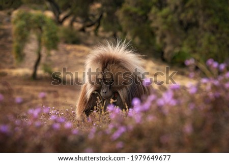 Monkey feeding pink flower bloom. Monkey feeding behaviour detail. Gelada Baboon with open mouth with teeth. Close-up wide portrait Simien mountains NP, gelada monkey, detail portrait, from Ethiopia. 