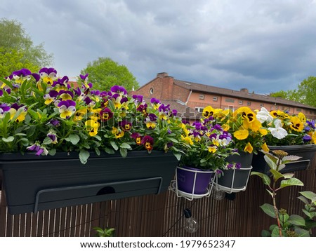 Decorative flower pots with spring flowers viola cornuta in vibrant violet and yellow colors, blooming pansies in pots hanging on a balcony fence, spring summer wallpaper background