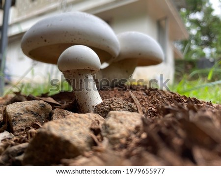 Image of beautiful wild mushroom