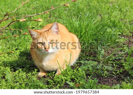 Portrait​ of​ a pussycat sitting on the green grass meadow in spring, A young lovely tabby cat walking outdoor. Funny little cat walking outdoors near home.