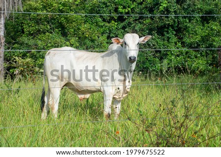 Brazilian livestock - cattle grazing on a farm in the city of Jardim, Mato Grosso do Sul, Brazil