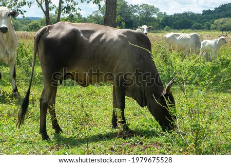 Brazilian livestock - cattle grazing on a farm in the city of Jardim, Mato Grosso do Sul, Brazil