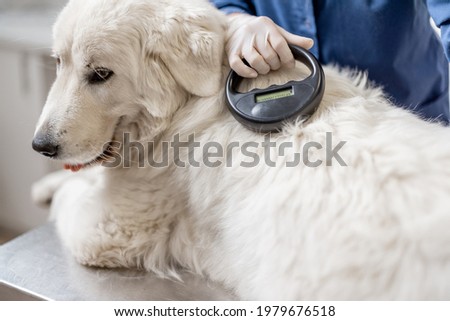 Veterinarian checking microchip implant under sheepdog dog skin in vet clinic with scanner device. Registration and indentification of pets. Animal id passport. Royalty-Free Stock Photo #1979676518