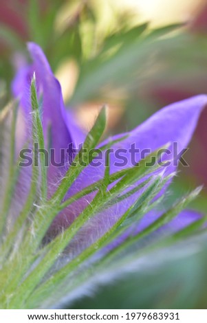 closeup of a purple crocus and the hairy details of its leaves