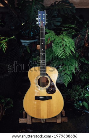 Acoustic Guitar and fresh green fern leaves