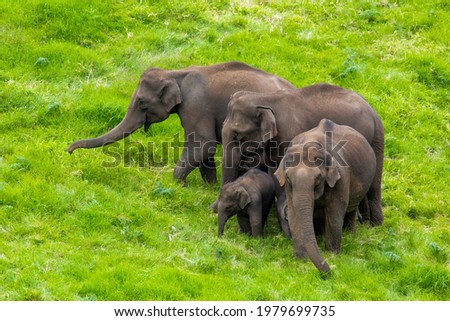 many wild elephants grazing green grass in forest meadow. elephant family in adventure safari trek in mountain of Munnar.Chinnar.Kerala. India. Indian wildlife animal in national park greenery color

