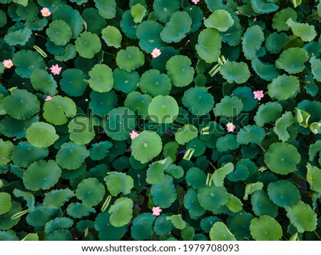 The Lotus pond is full of Green Lotus leaves and Pink Lotus Flowers.
