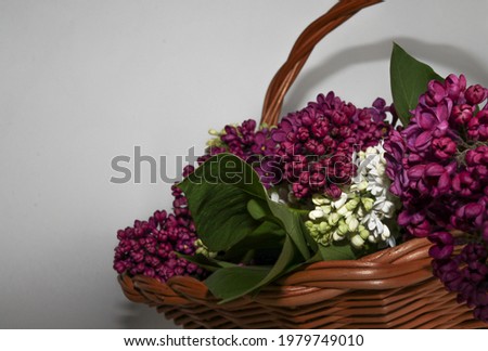 White and purple lilac in a basket isolated on a white background. Juicy and bright spring flowering