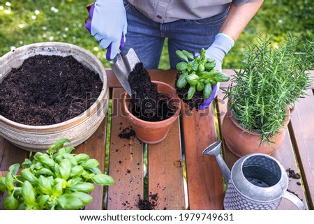 Planting basil herb into flowerpot on table in garden. Woman with shovel is putting soil in terracotta flower pot. Gardening in spring Royalty-Free Stock Photo #1979749631