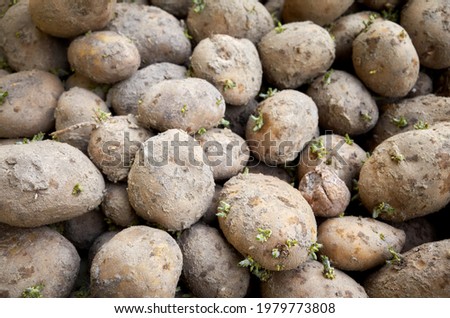 Close up picture of bad potatoes, selective focus.