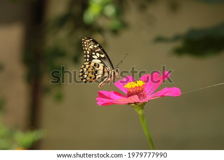 beauty butterfly with pink flower