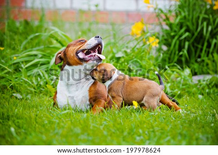 english staffordshire bull terrier dog with a puppy