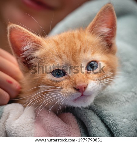 cuddle with one orange kitten European Shorthair