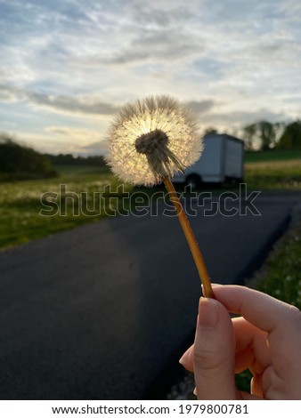 This is a picture of a hand holding a dandelion.