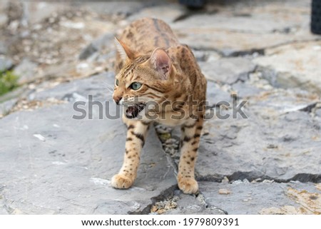 Bengal Cat Hunting outdoor, in grass on Nature green background