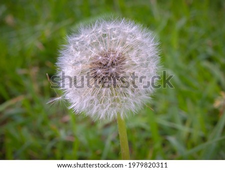 White dandelion in the light of the evening sky ready to say goodbye to its seeds