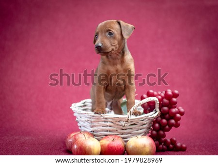 A little cue puppy sitting in the white basket with some apples and grape around