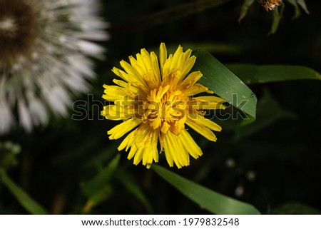 white and yellow dandelion grow in the grass in spring after rain
