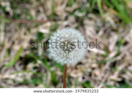 Photography of a soft bunch of dandelion seeds