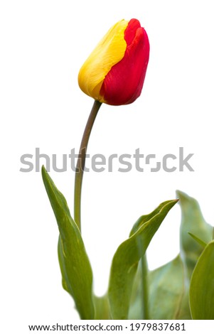 Beautiful unique two-color tulip. It consists of half red and yellow petals. Isolated on white.
