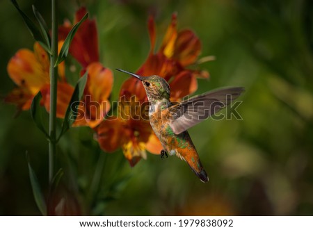This macro wildlife image shows a beautiful hummingbird flying over lush orange blossoming flowers. 