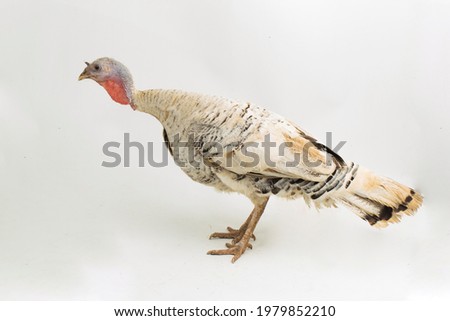turkey-cock, isolated on a white background
