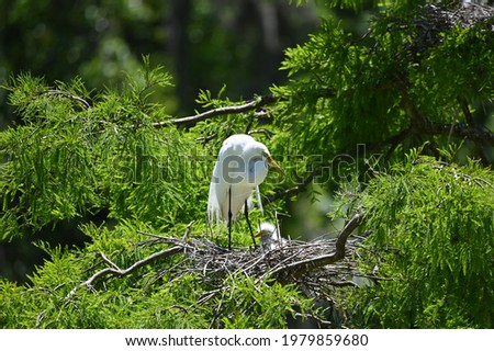 Nesting Egrets and others at the Magnolia Gardens, Charleston, SC, USA