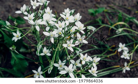 White flowers in the flowerbed.