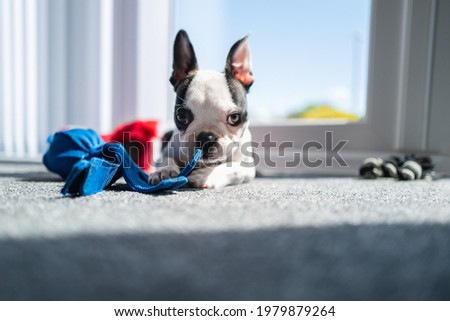 Boston Terrier puppy dog with a distinctive shape of ears lying on the floor in the sunshine from a window holding a soft toy