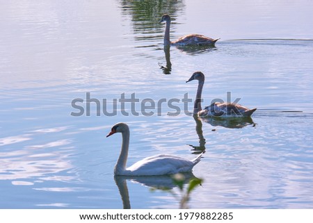 Three swans floating on the lake